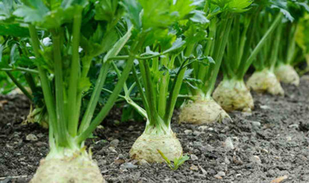 Cách trồng loại rau cần tây