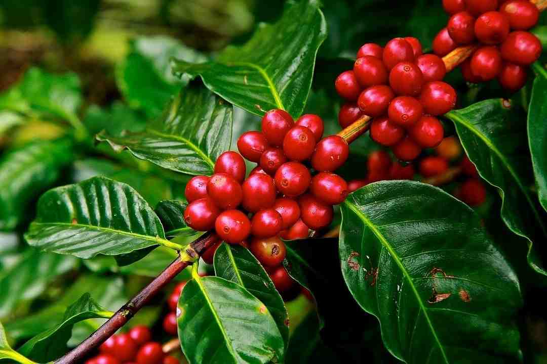 Giống cây Robusta với năng suất cao