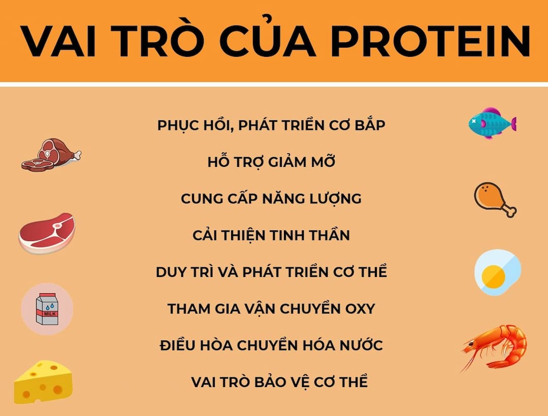 Vai trò của protein giúp định hình cấu trúc mô tế bào