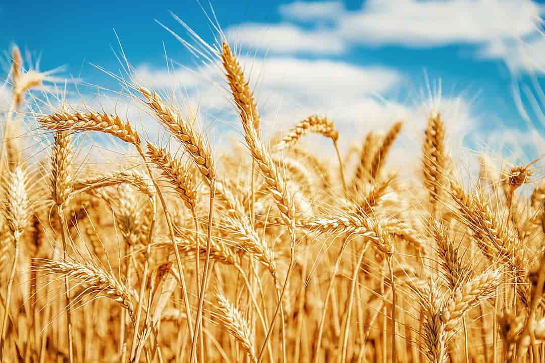Các loại hạt lúa mì
