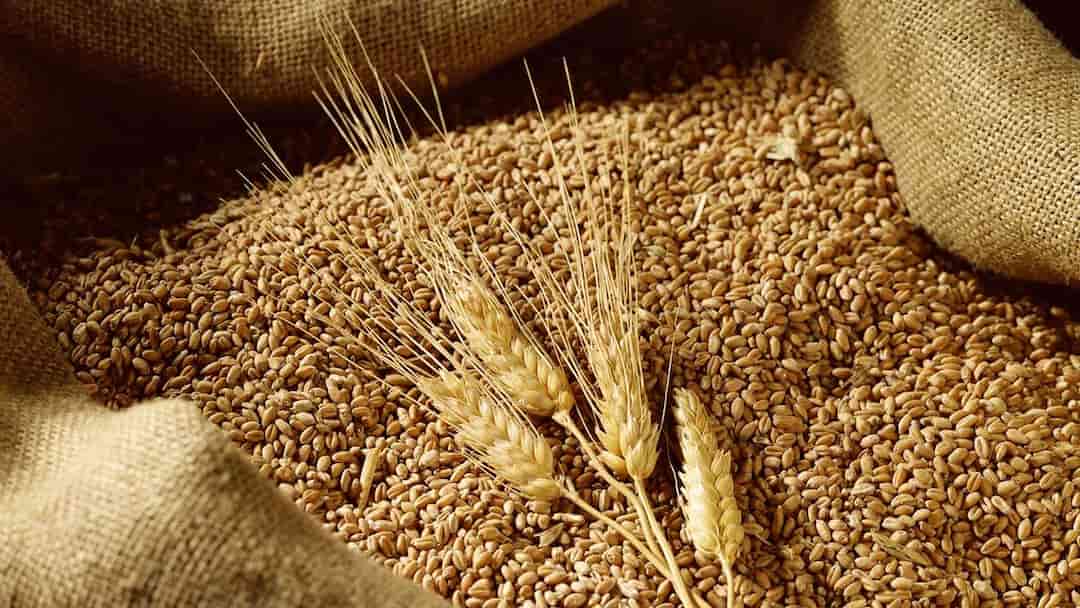 Phân loại lúa mì theo màu sắc của hạt