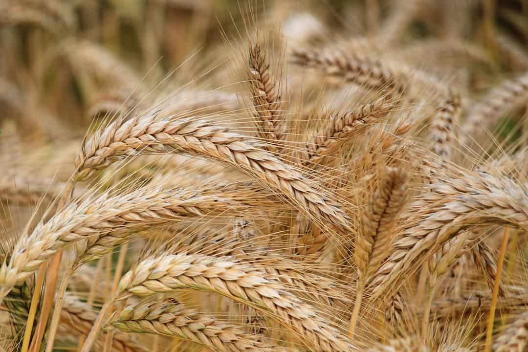 Tác dụng của hạt lúa mì