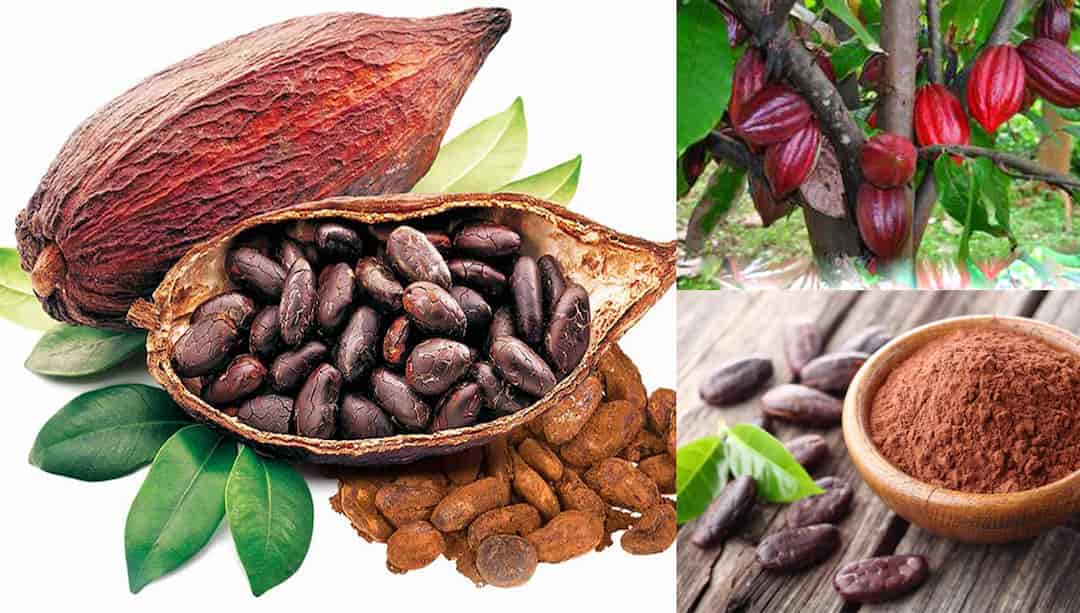 Đắp Mặt nạ bột cacao cho da khô, thường