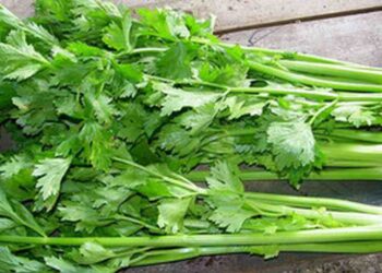 Cần tây được biết đến là loại rau quen thuộc 