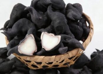 Ấu trụi sở hữu hình thù rất đặc biệt