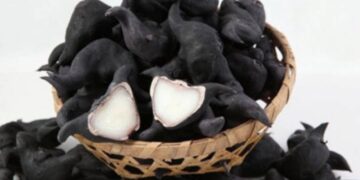 Ấu trụi sở hữu hình thù rất đặc biệt