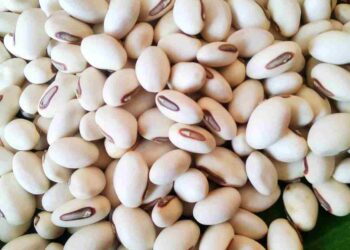 Đậu trắng cùng với rất nhiều tác dụng đi kèm