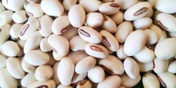 Đậu trắng cùng với rất nhiều tác dụng đi kèm