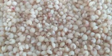 Hạt bo bo ở miền núi