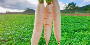 Hỗ trợ hệ tiêu hóa, ngăn ngừa nguy cơ bị trĩ