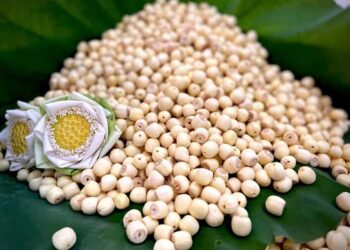 Hạt sen chống lão hóa