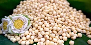 Hạt sen chống lão hóa