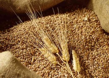 Phân loại lúa mì theo màu sắc của hạt