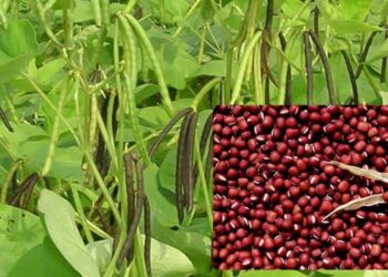 Đặc điểm của đậu đỏ