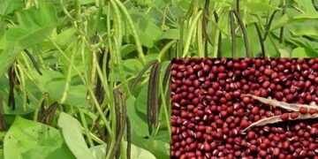 Đặc điểm của đậu đỏ