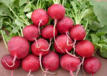 Canh rau dền với thịt bằm - chế biến củ dền