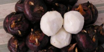 Công dụng của củ năng