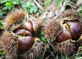 Những nhóm người không được ăn hạt dẻ