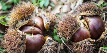 Những nhóm người không được ăn hạt dẻ