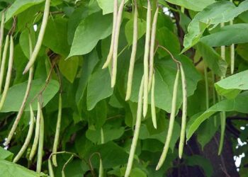 Hướng dẫn trồng cây đậu xanh trên ruộng lúa