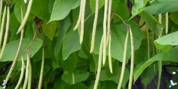 Hướng dẫn trồng cây đậu xanh trên ruộng lúa