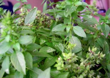 Cách sử dụng hạt é để tăng cường sức khỏe