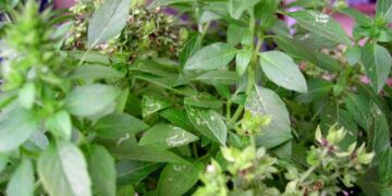 Cách sử dụng hạt é để tăng cường sức khỏe