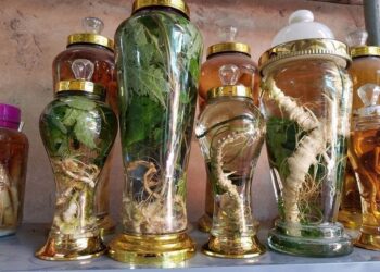 Rượu ngâm Tây Bắc là loại rượu truyền thống